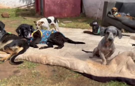 Un policía rescata perros y les da un nuevo hogar