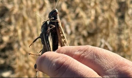 Senave detecta manga de langostas en el Chaco y refuerza medidas de control