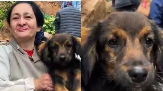 Perro héroe salvó a familia de derrumbe en Bañado Sur