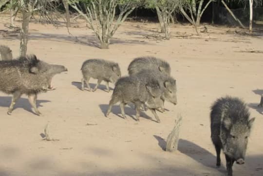 El taguá desaparece en el Chaco: solo quedan 4.500 en el mundo y su hábitat se reduce