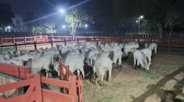Recuperan 500 cabezas de ganado de estancia de Lalo Gomes