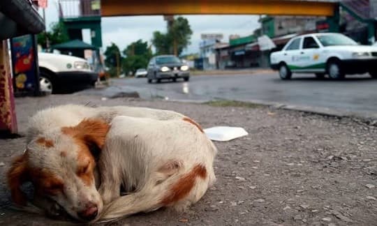 Cómo ayudar a animales en situación de calle