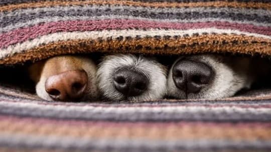 Recomiendan cuidar a mascotas ante el frío