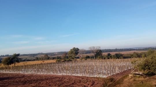 Lluvias y heladas destruyen cosecha de joven productor frutihortícola en Misiones