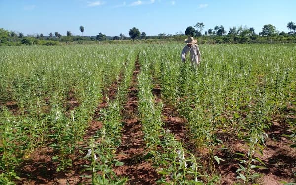 Más del 90% del sésamo paraguayo va a exportación