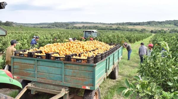 Gremios exigen eliminar Afidi y reformar sistema de importación