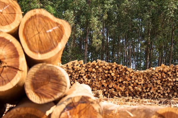 El potencial de la madera paraguaya en el mercado global