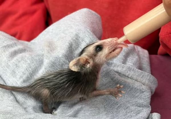 Brigada Mykurê expone aranceles que exige el Mades