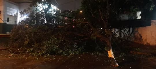 Árbol bloquea calle Jejuí y complica el tránsito en Asunción
