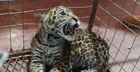 Rescatan cría de yaguareté en Concepción