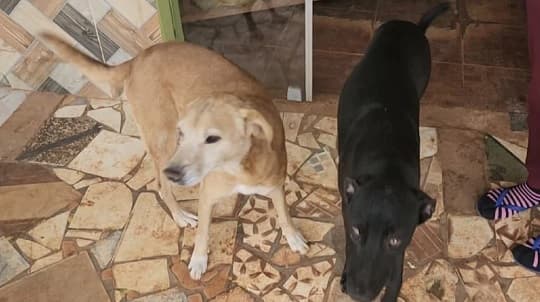 Perros evitan robo mayor en despensa de Concepción