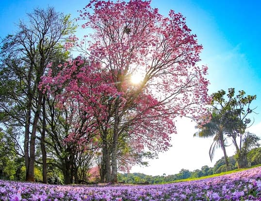 Ambiente cálido a caluroso con baja probabilidad de lluvias