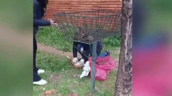 Detienen a hombre por matar a un gato en Fernando