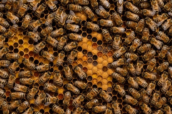 Enjambre de abejas causa pánico en Coronel Bogado 