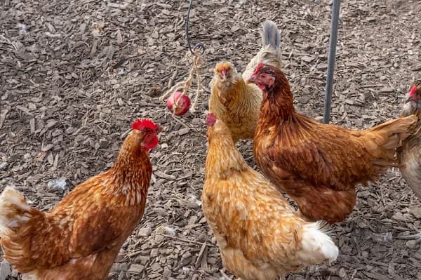 Avicultores alertan sobre virus aviar y contrabando