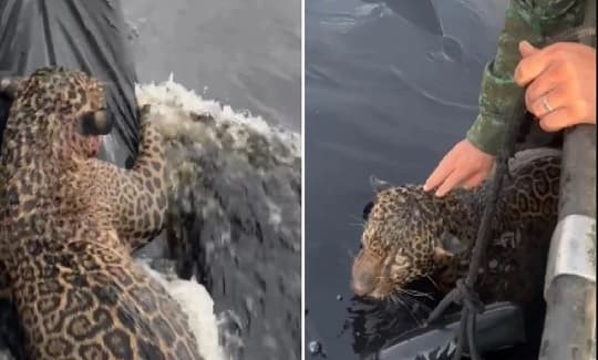 Rescatan a yaguareté baleado en el Amazonas