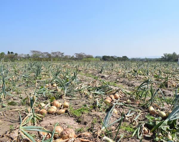 Productores de cebolla denuncian crisis y piden renuncia del ministro