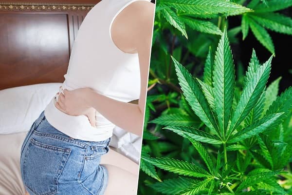Extracto de cannabis supera al ibuprofeno para dolor lumbar