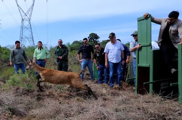El ciervo de los pantanos vuelve a su hogar natural