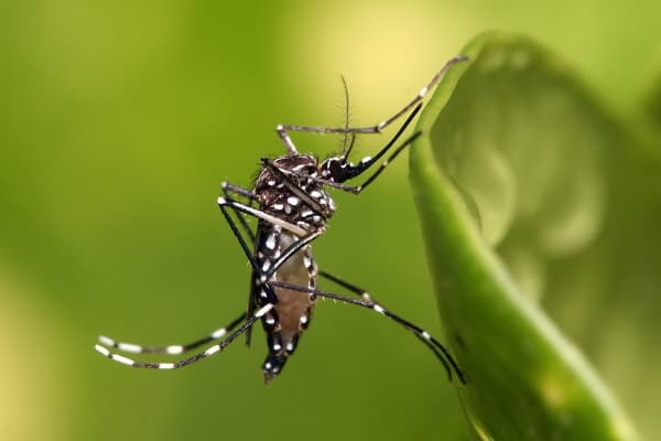 Aumentan notificaciones de dengue en 11 regiones del país