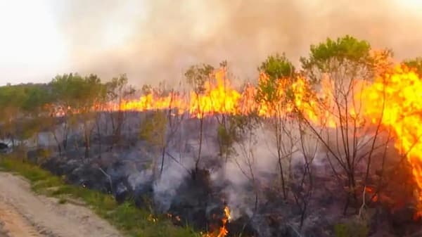 Deforestación en San Rafael: denuncian abandono estatal