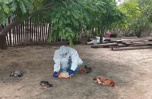 Investigan mortandad de gallinas en Fuerte Olimpo