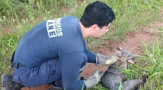Rescatan un aguara’i herido en un terreno baldío de Guarambaré