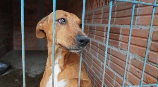 Estado lanza el Registro de Agresores de Animales