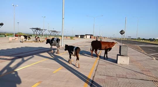 Vacas sueltas en la Costanera: otra mañana insólita en Asunción