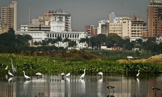 Costanera albergará jornada gratuita de observación de aves