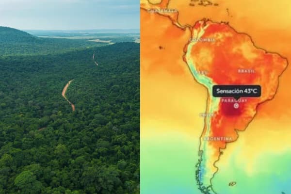 Ola de calor y bosques: ¿cuál es la situación actual?
