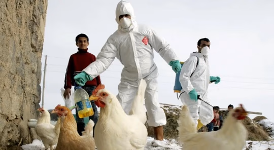 Senacsa declara alerta por gripe aviar en Argentina