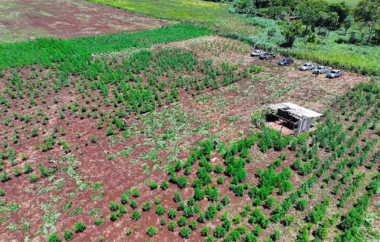 Senad incauta marihuana ICE en Capitán Bado
