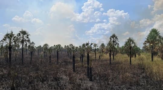 Incendio arrasa 40 hectáreas en San Bernardino