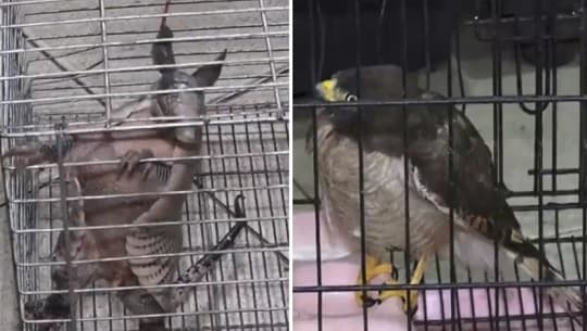 Bomberos rescatan a un taguató y un armadillo heridos en Ypané