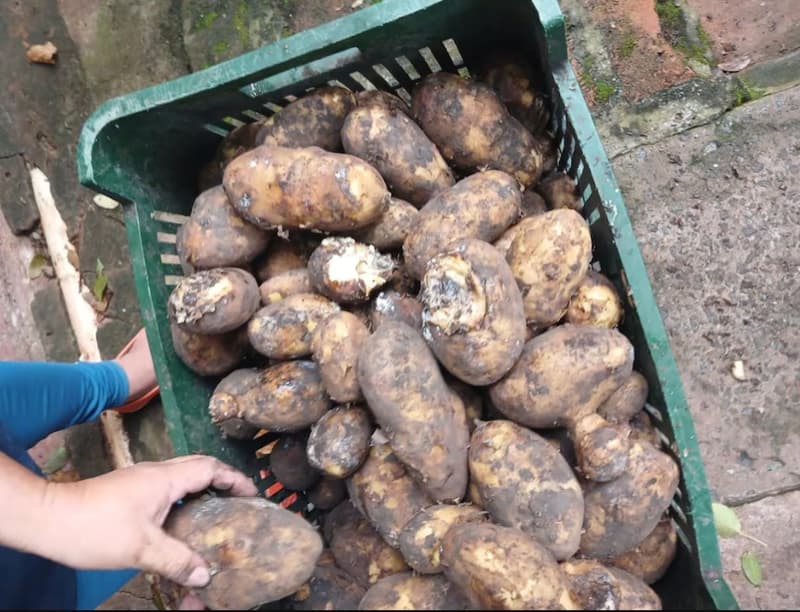 Hambre Cero: denuncian bananas podridas y falta de tomate