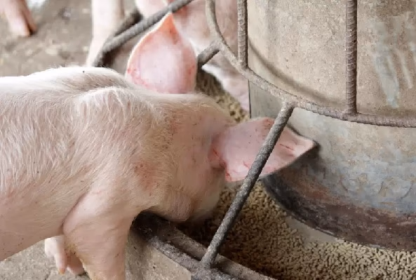 Exportación de carne porcina marca récord histórico