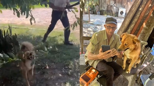 Tom, el perro que ayuda a podar árboles