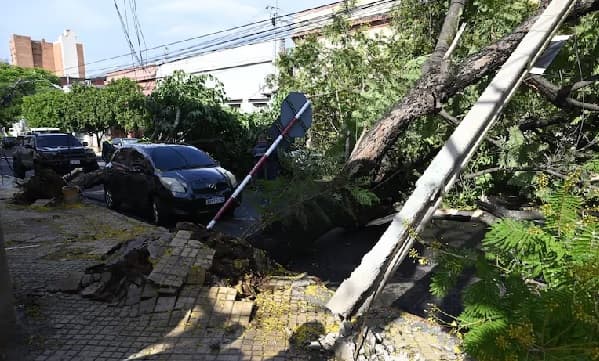 Caos en Asunción: árboles caídos bloquean puntos clave